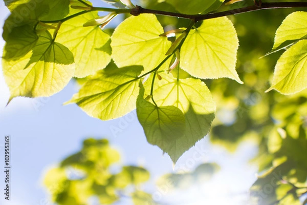 Fototapeta spring tree