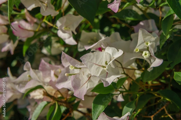 Fototapeta Delicate Bougainvillea Blooms in Full Splendor Under the Warm Sunlight in a Sunlit Garden During Late Spring