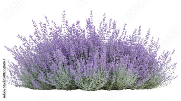 Fototapeta Lush lavender bush with vibrant purple blooms in full bloom, perfect for gardens and landscaping. Capturing nature's beauty and tranquility.