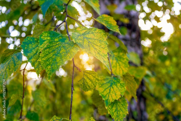 Fototapeta The vibrant autumn birch leaves glow in the warm hues of a sunset, with a soft, selective focus capturing the serene evening light.