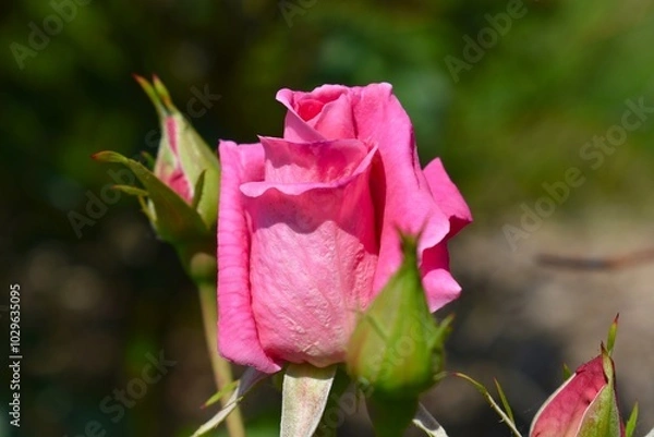 Fototapeta Pink Rose