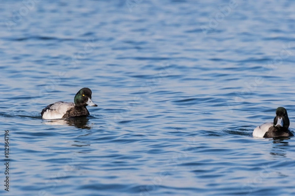 Fototapeta スズガモ
