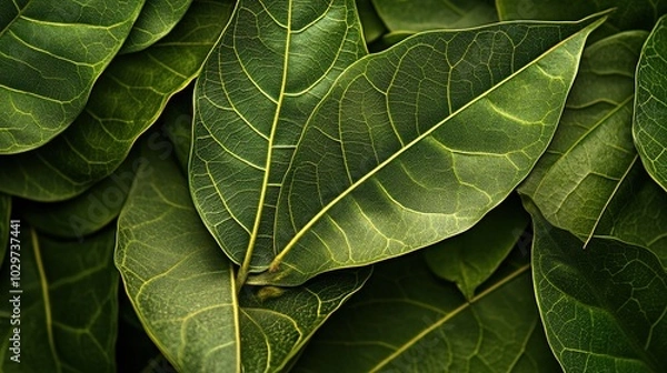 Fototapeta Close-up of Green Leaves with Intricate Veins
