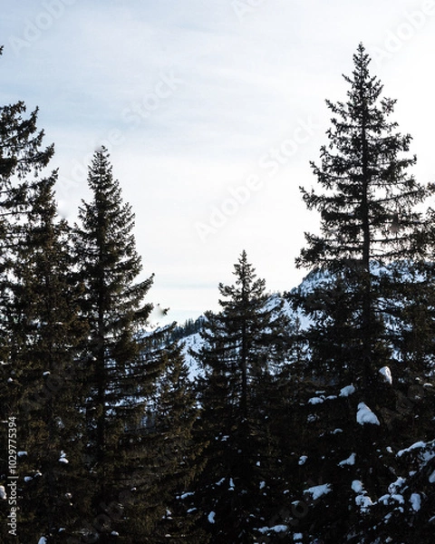 Obraz snow covered pine trees