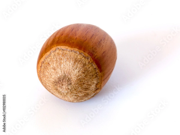 Obraz Hazelnut isolated on white background 