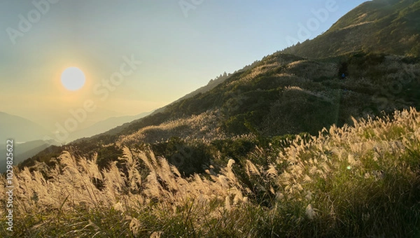 Obraz Golden miscanthus fields under a setting sun on Yangmingshan, capturing the serene beauty of Taiwan's iconic natural landscape.