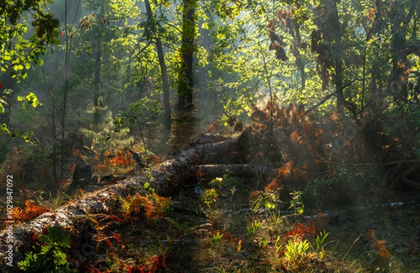 Fototapeta Sunbeams breaking through tree branches. Nice autumn morning. Walks in nature.