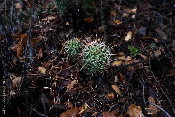 Obraz サボテン（Echinocereus coccineus）