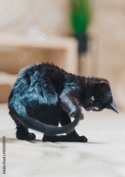 Fototapeta Black Cat Pictured Indoors with Focused Gaze and Playful Energy engaged in tail-chasing fun