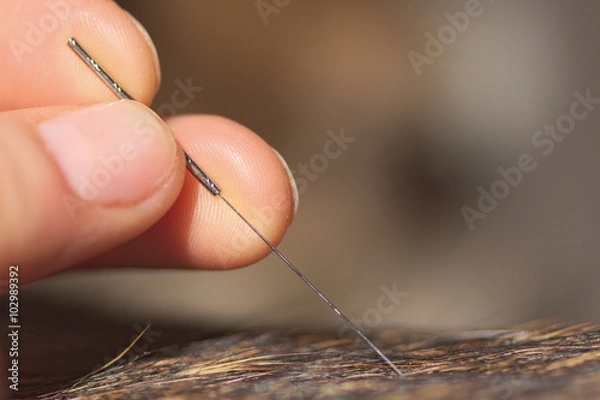 Obraz Tierakupunktur