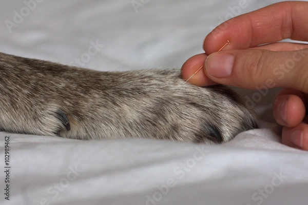 Obraz Tierakupunktur