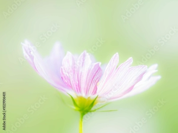 Fototapeta 秋の公園や花壇を彩るコスモスのある風景。背景。自然風景素材。