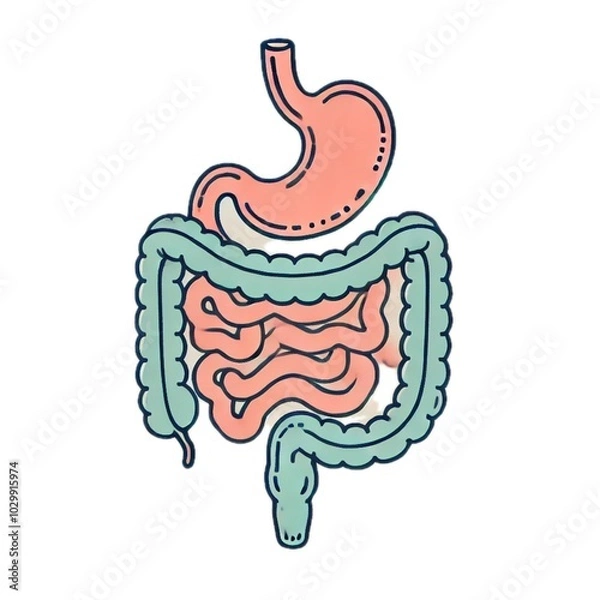Obraz gastrointestinal tract	消化管