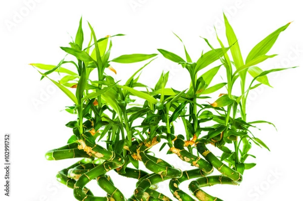 Obraz Bamboo isolated on white background