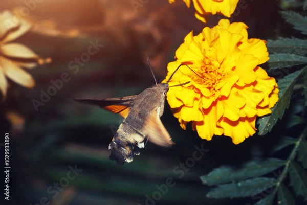 Fototapeta The evening or night insect drinks nectar on the flight from yellow flower using a long proboscis. The Hummingbird hawk-moth (macroglossum stellatarum) wildlife macro photo.