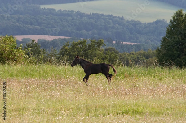 Fototapeta Foal running through a meadow