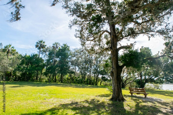 Obraz tree in the park