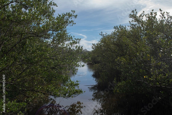 Obraz trees on the river