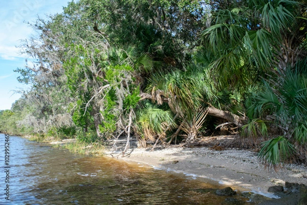 Obraz stream in the forest
