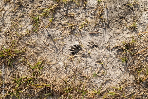Obraz Tracks in the sand