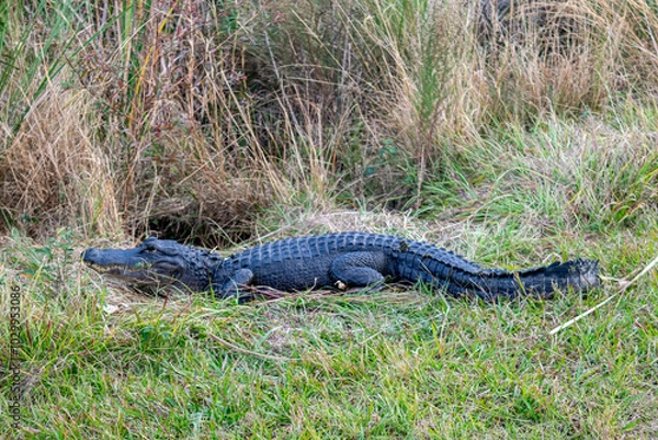 Obraz alligator in the everglades