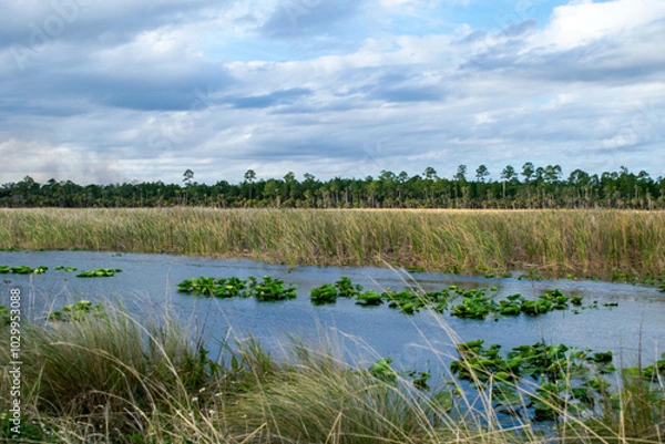 Obraz Plants on the river