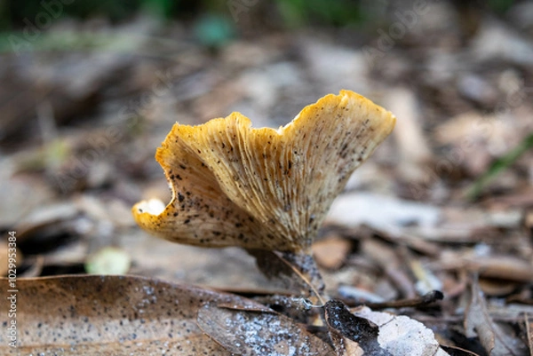 Obraz Close Up dirty Mushroom