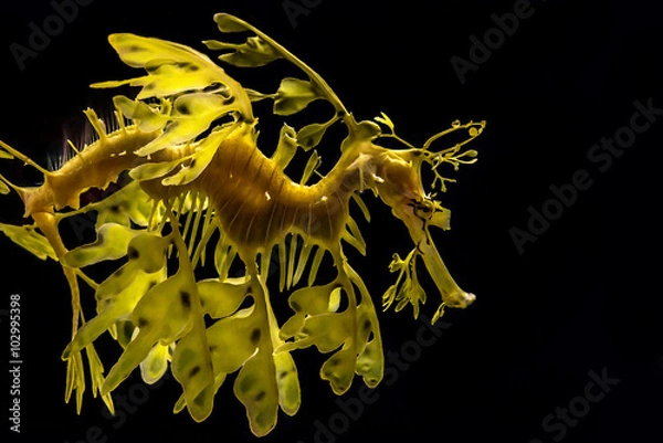 Obraz Liściaste morze morskie, Phycodurus eques