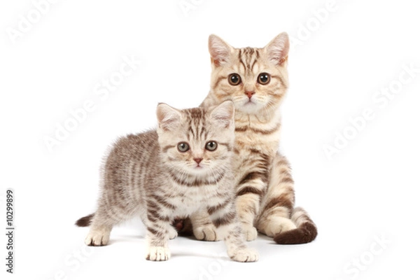 Obraz Cute kittens