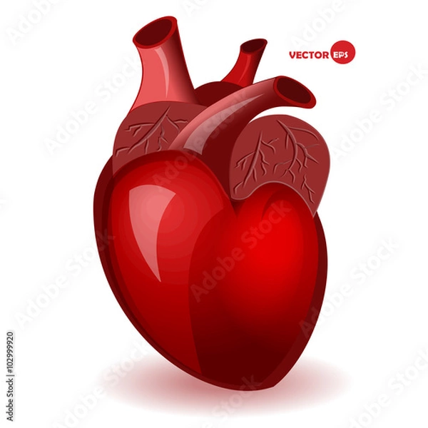 Fototapeta Body heart with veins in a simple comic style. Valentine's Day humor card. Anatomical heart, detailed illustration, human organ. Realistic red heart vector. Biology and anatomy scetch. 
