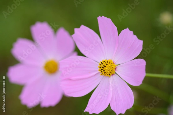 Fototapeta カーネーション