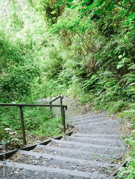 Obraz 夏の緑と階段