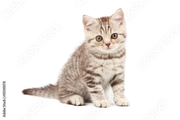 Fototapeta Cute kitten