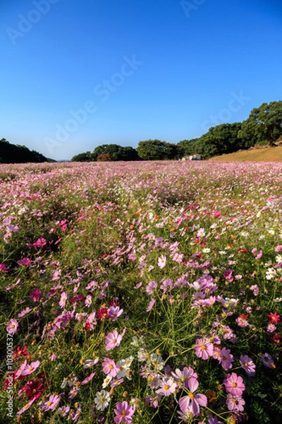 Fototapeta コスモス畑