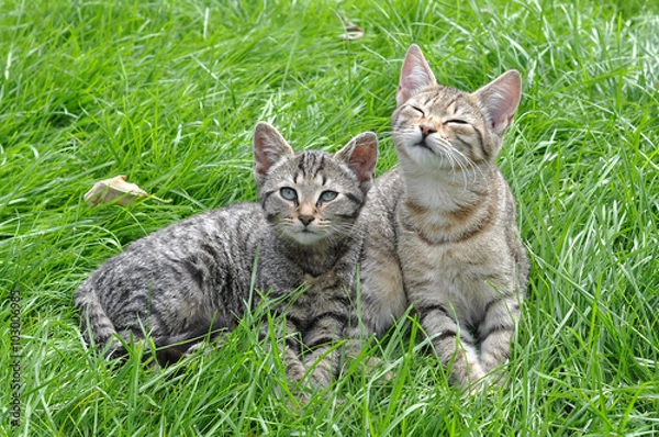 Fototapeta Two funny kittens sitting in the grass, spring