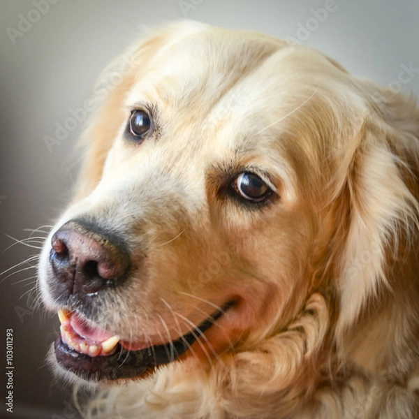 Fototapeta dog looking