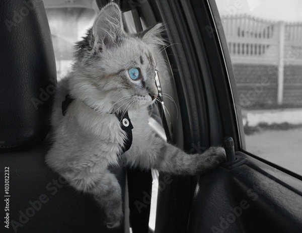 Obraz Cat sitting inside the car