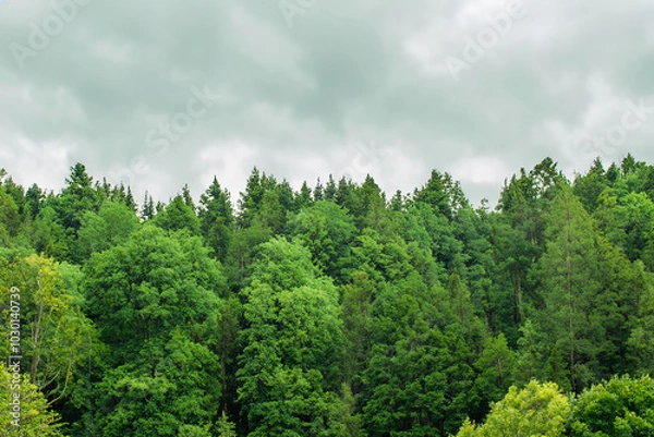 Fototapeta 숲 길 흐린하늘