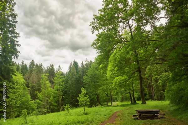 Obraz 숲 길 흐린하늘 벤치