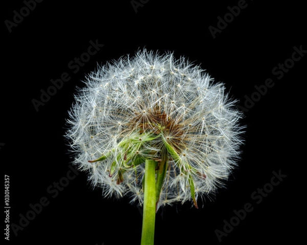 Fototapeta dandelion head