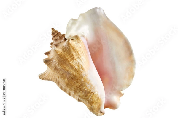 Fototapeta Wielka skorupa z oceanu izolowana