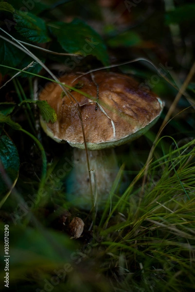 Fototapeta A close-up view of a white mushroom, known as king bolete or porcini (scientific name: Boletus edulis), growing in the forest, nestled among the moss and fallen leaves. 