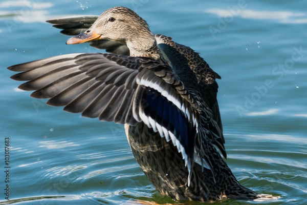 Obraz 開翼するマガモ