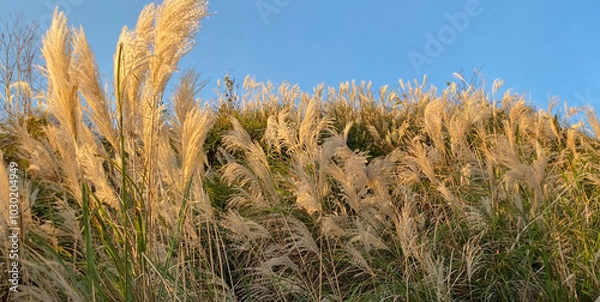 Obraz Golden sunset over Yangmingshan's fields of silvergrass swaying gently in the breeze.