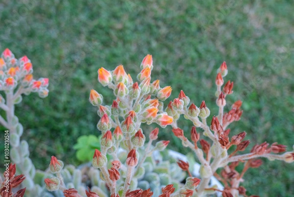 Fototapeta Ghost Echeveria Succulent with red flowers closeup across green grass. Family Crassulaceae. Succulents garrden