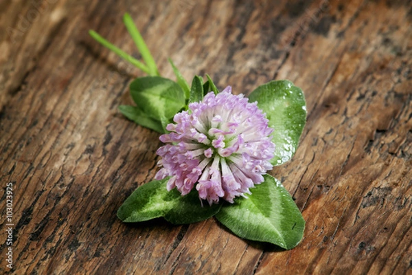 Fototapeta Flower purple clover, shamrock with petals on an old wooden back