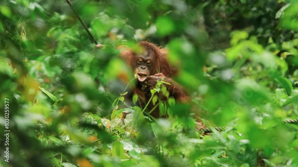 Fototapeta Orangutan exploring the lush greenery of Kota Kinabalu Zoo during a sunny afternoon