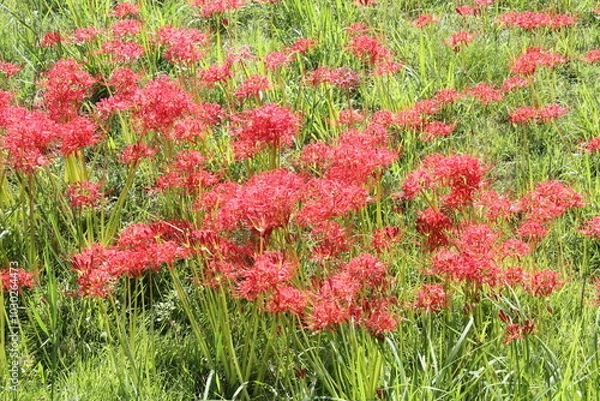 Obraz 彼岸花で埋め尽くされた庭