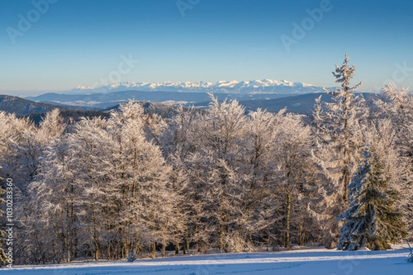Obraz Zimowy pejzaż z pięknie ośnieżonym lasem na pierwszym palnie i Tatrzańskimi szczytami w tle.