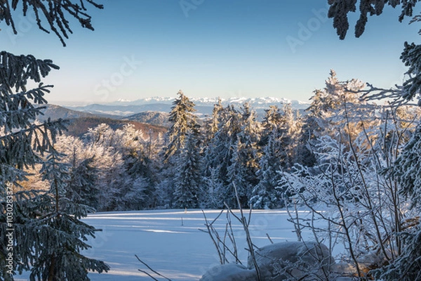 Obraz Zimowy pejzaż z pięknie ośnieżonym lasem na pierwszym palnie i Tatrzańskimi szczytami w tle.